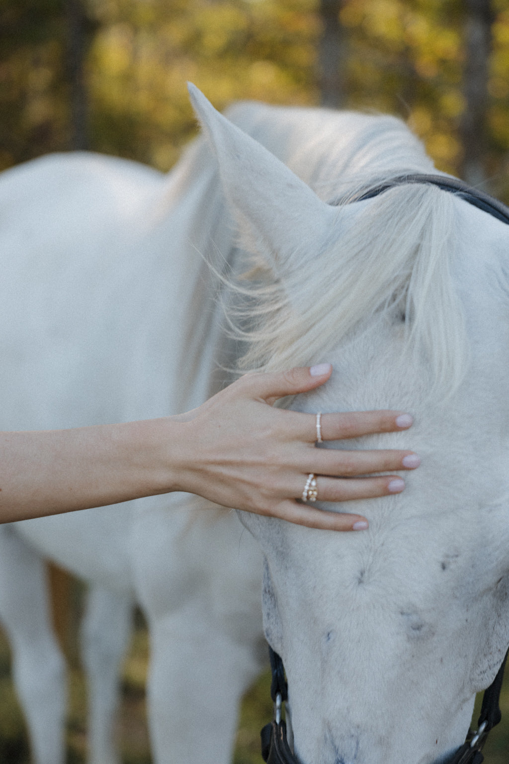 A hand resting on the forehead of a white horse, wearing a peach sapphire engagement ring stacked with a diamond band and a slim diamond ring on the middle finger, with autumn trees blurred behind.